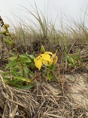Lilium
