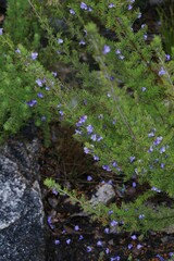 Prostanthera teretifolia