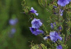 Prostanthera teretifolia