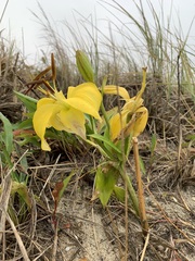 Lilium