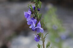 Prostanthera teretifolia