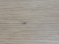 Aphididae