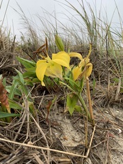 Lilium