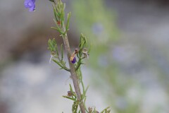 Prostanthera teretifolia