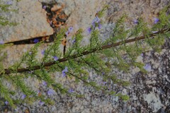 Prostanthera teretifolia