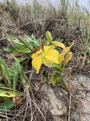 Lilium