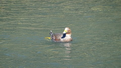 Tachyeres patachonicus