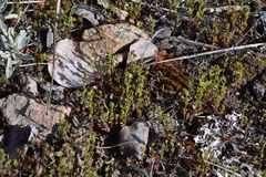 Veronica verna