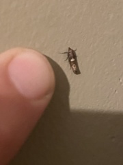 Aristotelia roseosuffusella