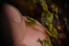 Veronica verna
