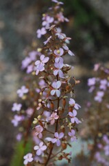 Stylidium laricifolium
