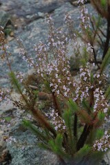 Stylidium laricifolium