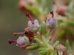 Cape heath (Erica copiosa)