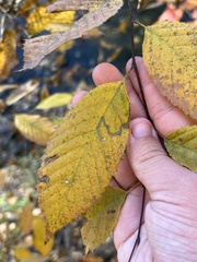 Stigmella betulicola