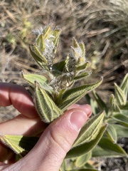Lithospermum occidentale