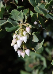 Arctostaphylos glandulosa