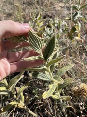 Lithospermum occidentale
