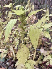 Acalypha
