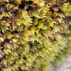 Fissidens