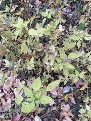 Acalypha