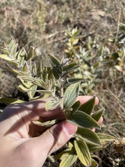 Lithospermum occidentale