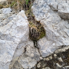 Fissidens