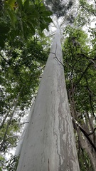 Eucalyptus saligna