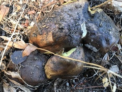 Suillus pseudobrevipes