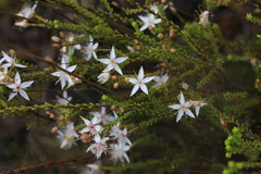 Calytrix tetragona