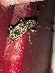 Anthribidae