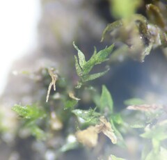 Dicranella staphylina