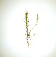 Dicranella staphylina