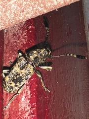 Anthribidae