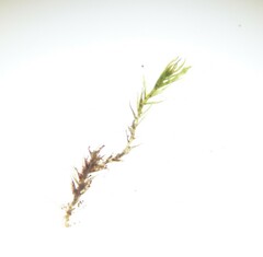 Dicranella staphylina