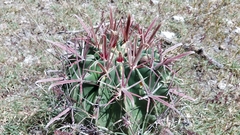 Ferocactus recurvus recurvus