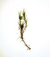 Dicranella staphylina