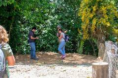 Oncidium sphacelatum