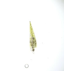 Dicranella staphylina