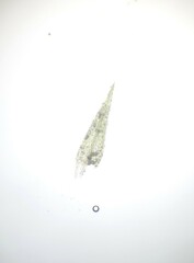 Dicranella staphylina