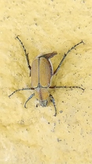 Macrodactylus