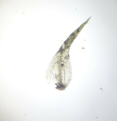 Dicranella staphylina