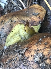 Suillus pseudobrevipes