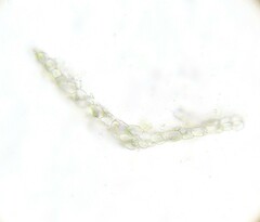 Dicranella staphylina