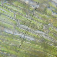 Dicranella staphylina