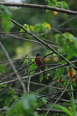 Diglossa baritula
