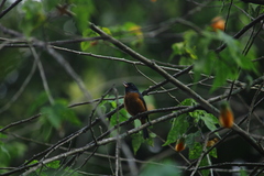 Diglossa baritula