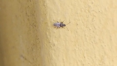 Oxycarenus hyalinipennis