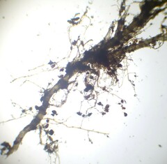 Dicranella staphylina