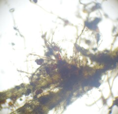 Dicranella staphylina