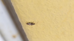 Oxycarenus hyalinipennis